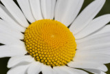 IMG_8812.jpg Ox-eye daisy - Saltash - © A Santillo 2020