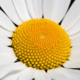 IMG_8814.jpg Ox-eye daisy - Saltash -  A Santillo 2020