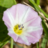 IMG_8826.CR3 Convolvulus - Convolvulaceae - common name Bindweed - © A Santillo 2020