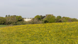 IMG_8710 - Trematon Castle from Lower South Ground, St Stephens - © A Santillo 2020