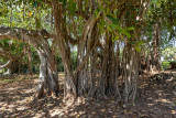 IMG_7734 Ficus Collection (Moraecae) Some of the largest canopy trees in Bermuda - Bermuda Botanical Gardens - © A Santillo 2018