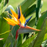 IMG_7739 Bird-of-Paradise - Strelitzia reginae - Strlitziaceae - Bermuda Botanical Gardens - © A Santillo 2018