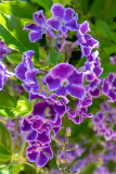 IMG_7745 Unknown flower - Bermuda Botanical Gardens - © A Santillo 2018