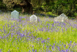 IMG_7337.CR2 Bluebells in St Hydrock Church yard gravestones - © A Santillo 2017