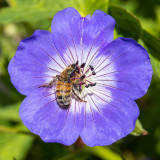 IMG_8932.jpg A bee on a geranium -  A Santillo 2020