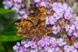 IMG_8912 Comma butterfly -  A Santillo 2020