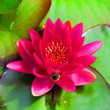 IMG_8908 Water lily - Cotehele House - © A Santillo 2020