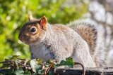 _MG_8355.jpg Squirrel - © A Santillo 2006