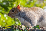 _MG_8353.jpg Squirrel -  A Santillo 2006