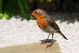 CRW_01680b.tif Robin - © A Santillo 2004