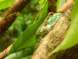 G10_1109.CR2 Mission Golden-eyed Tree Frog (Trachycephalus resinifictrix) -  A Santillo 2011