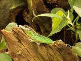 G10_1112.tif Martinique anole (Anolis roquet summus) - © A Santillo 2011