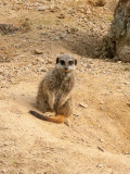 G10_1120.CR2 Slender-tailed Meerkat (Suricatta suricatta) - © A Santillo 2011
