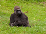G10_1127.CR2 Gorilla (Gorilla Gorilla) - © A Santillo 2011