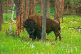 III_17.tif Bison - South Dakota (scanned from a slide) - © A Santillo 2002