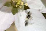 IMG_2643.jpg Spider and apple tree blossom - © A Santillo 2010