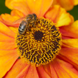 IMG_3610a.jpg Echinacea and Bee -  A Santillo 2011