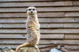 IMG_7041.CR2 Slender-tailed Meerkat (Suricatta suricatta) - © A Santillo 2016
