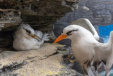 IMG_7818.CR2 White-tailed Tropicbirds or Longtails - Phaethon lepturus catesbyi - © A Santillo 2018