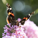 IMG_7485.jpg Red Admiral butterfly drinking nectar -  A Santillo 2017