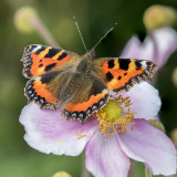 IMG_7486.jpg Small Tortoiseshell butterfly on an anemone - © A Santillo 2017