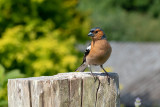 IMG_7950 Common Chaffinch - © A Santillo 2018