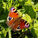 IMG_8594.jpg Peacock butterfly - © A Santillo 2020