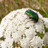CRW_01504.CRW Rose Chafer Cetonia aurata - (family Scarabaeidae) © A Santillo 2004