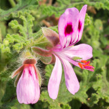 IMG_6541-Edit.tif Insect on a Pelargonium - © A Santillo 2014
