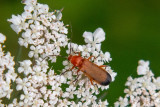 IMG_8954.CR2 Black-tipped soldier beetle C Rhagonycha fulva – (family Cantharidae) - on Cow Parsley - © A Santillo 2020