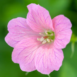 Geranium