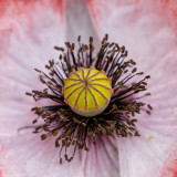 Poppy Papaver