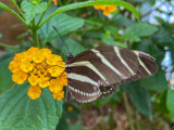 Symonds Yat Butterfly Zoo -  Unknown butterfly.