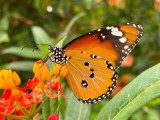 Symonds Yat Butterfly Zoo - Danaus genutia The Indian Monarch.