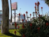 Almost everyday is cruise ship day