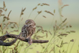 Little Owl