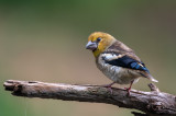 Juvenile Hawfinch