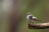 European Pied Flycatcher