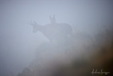 Gmsen Hohneck - Im Nebel