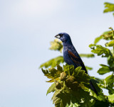 Blue Grosbeak