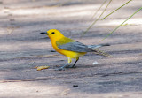 Prothonotary on walkway