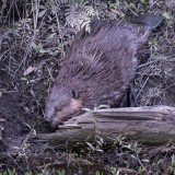 Beaver