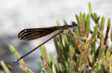 Black dancer damsel fly