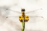 Amandas Pennant