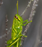 Rosemary Grasshopper (juv)