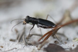 Eastern Pinebarrens Tiger Beetle