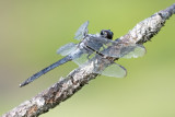 Bar-winged Skimmer