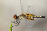 Amandas Pennant
