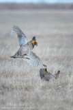 Prairie chickens doing battle