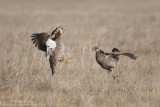 Prairie Chickens attack mode